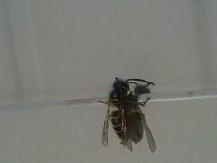 Vespula vulgaris