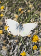 Heliopetes ericetorum