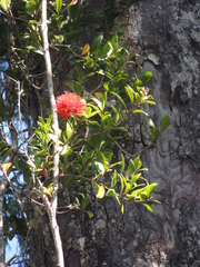 Metrosideros fulgens