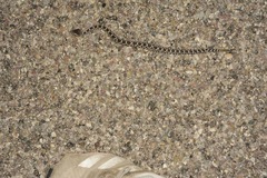 Crotalus oreganus helleri