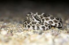Crotalus oreganus helleri