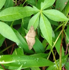 Psamatodes abydata
