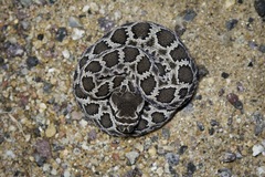 Crotalus oreganus helleri