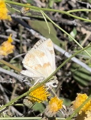 Heliopetes ericetorum