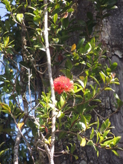 Metrosideros fulgens