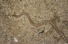 Arizona elegans