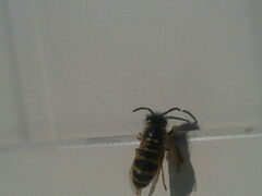 Vespula vulgaris