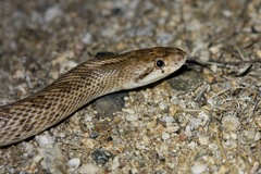 Arizona elegans