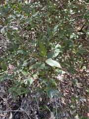 Frangula californica