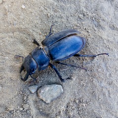 Lucanus barbarossa