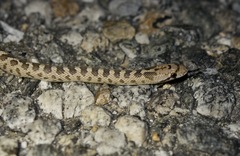 Arizona elegans