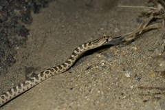 Arizona elegans