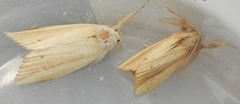 Psalis pennatula