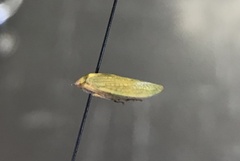 Gyponana