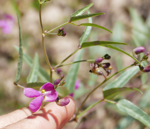 Slimleaf bean (Phaseolus angustissimus)