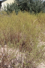 Artemisia arenaria