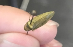 Gyponana