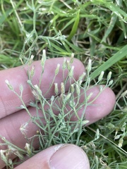 Erigeron divaricatus