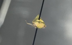 Gyponana