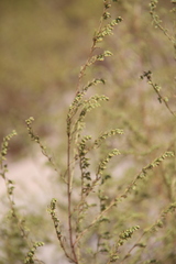 Artemisia arenaria