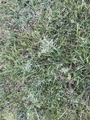 Erigeron divaricatus