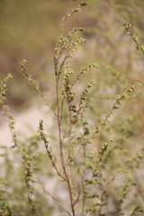 Artemisia arenaria