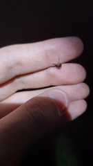 Forficula auricularia