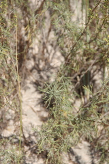 Artemisia arenaria