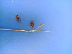 Carex limosa