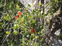 Metrosideros fulgens