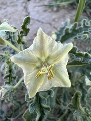 Chamaesaracha coniodes