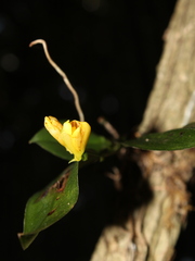 Comparettia aurea