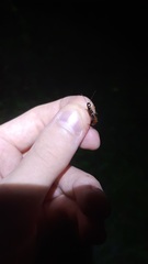 Forficula auricularia