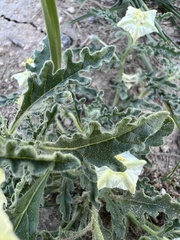 Chamaesaracha coniodes