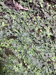 Conocephalum conicum