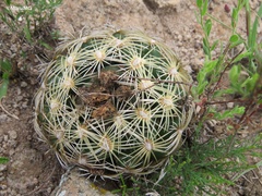 Coryphantha radians