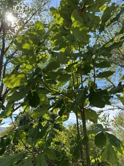 Magnolia macrophylla