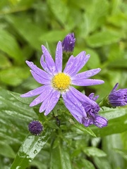 Symphyotrichum novi-belgii
