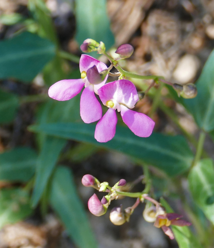 Slimleaf bean (Phaseolus angustissimus)