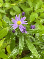 Symphyotrichum novi-belgii