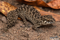 Pachydactylus maculatus