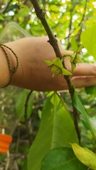 Crossostylis biflora