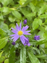 Symphyotrichum novi-belgii