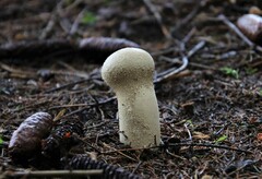 Lycoperdon excipuliforme