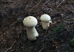 Lycoperdon excipuliforme