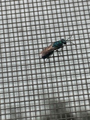 Chrysis ignita