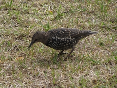 Sturnus vulgaris