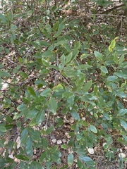 Frangula californica