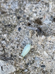 Flatormenis proxima