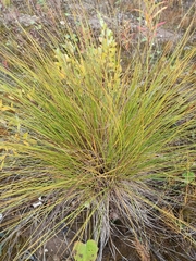 Carex lasiocarpa